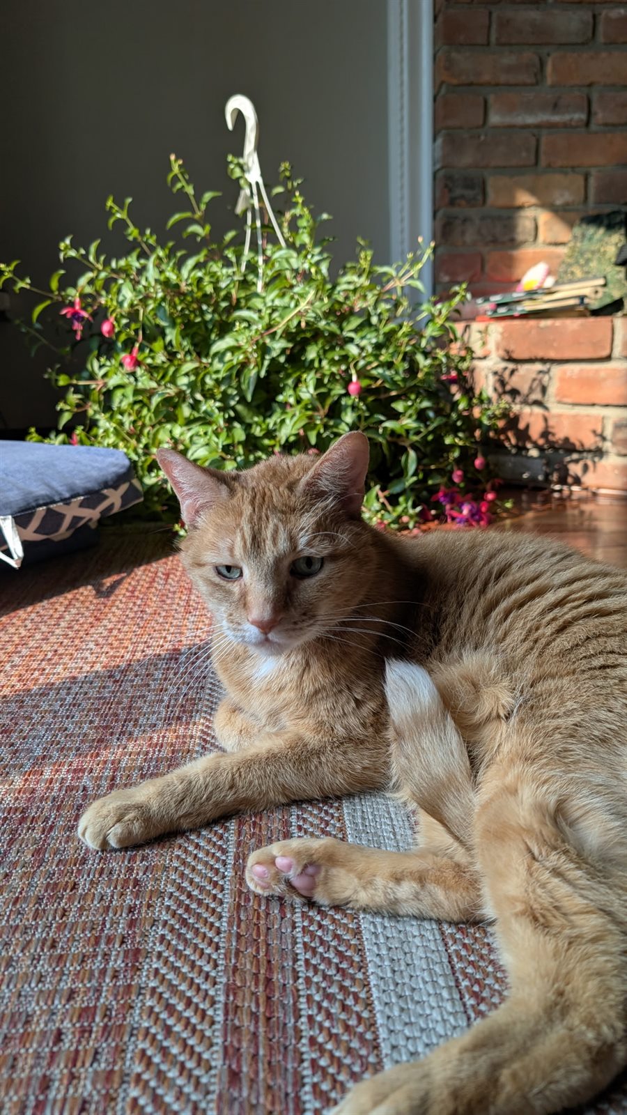 Orange cat relaxing at home during an in-home pet care visit