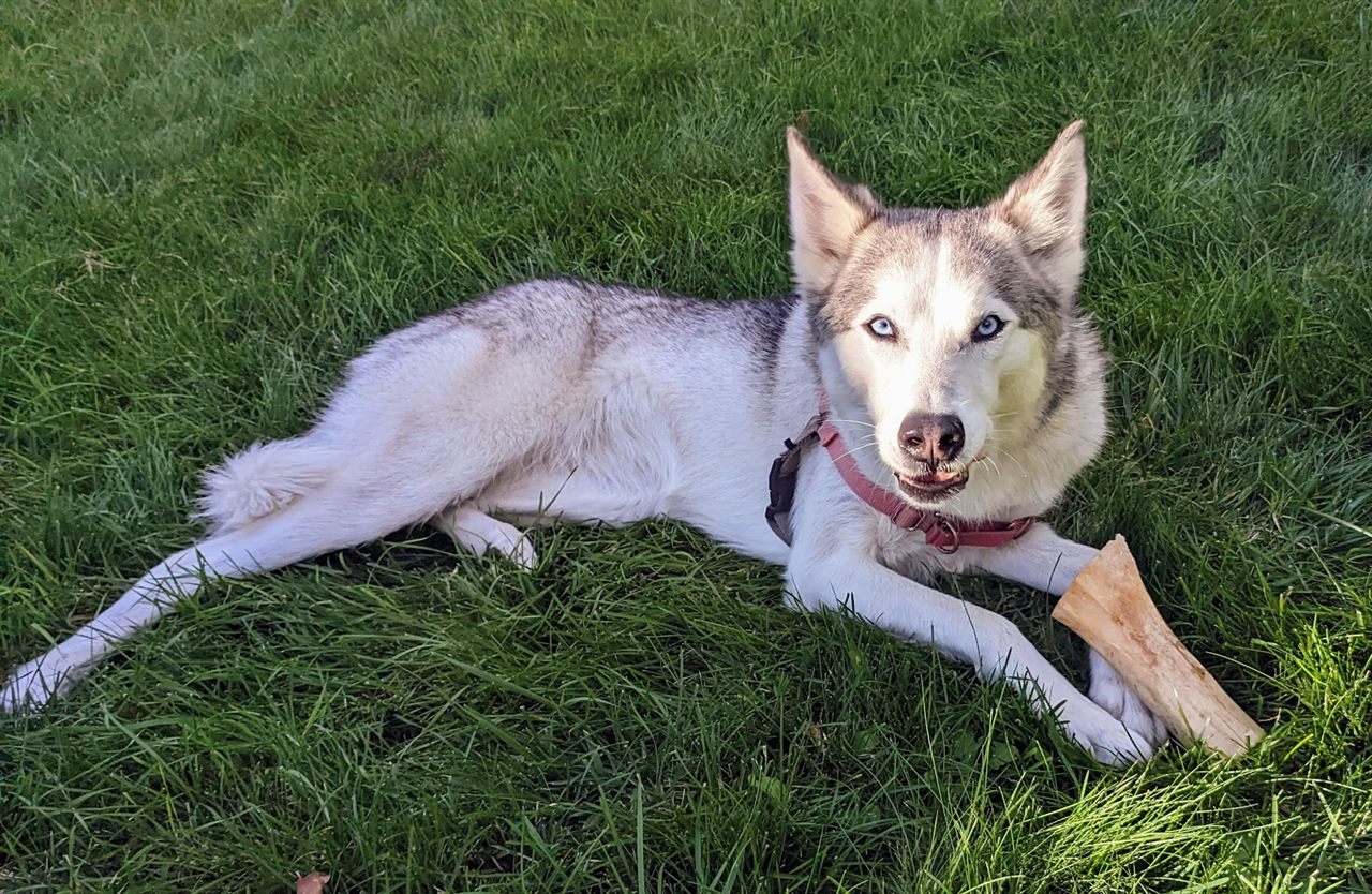 Siberian Husky relaxing in a grassy yard during pet care in Sterling Heights, Michigan